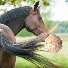 Image result for Pinworm