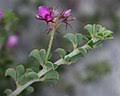 Image result for Indigofera ischnoclada