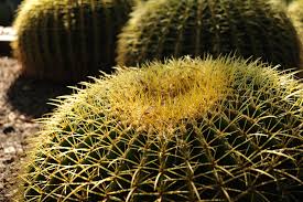 The rio moctezuma valley in. Barrel Cactus Wikiwand