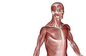 A respiratory muscle, it receives ventral ramus innervation; The Muscles Of The Upper Body By Medicalrf Com