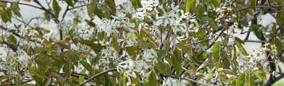 Check spelling or type a new query. Flowering Shrub For Shade Melinda Myers