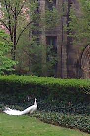 Saint John The Divine A Secret Garden In Morningside Heights Peacock Pictures Secret Garden St John