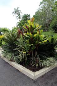 Cordyline Harlequin Liriope Muscari Variegata Dracaena Marginata Cycas Revoluta Cordyline Rubra And In The Ba Jardines Tropicales Jardines Jardineria