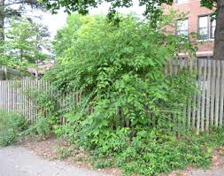 Train up a trellis or similar stricture when young. Trumpet Creeper Is No Shrinking Violet Indiana Yard And Garden Purdue Consumer Horticulturepurdue University Indiana Yard And Garden Purdue Consumer Horticulture