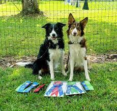 6 Best Border Collie Breeders In Florida 2021 We Love Doodles