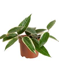 Image result for Carvalhoa macrophylla