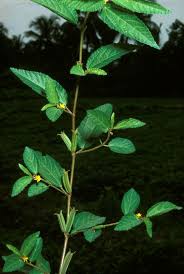 Image result for Corchorus aestuans