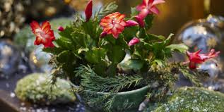 The best part of having an indoor garden is that you get the privilege of having beautiful greenery surrounding you during all therefore, there are many varieties that will do much better growing in an indoor garden than some. How To Care For Christmas Cactus Indoors Christmas Cactus Plant Care Tips