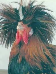 Pin On Chicken S And Coops