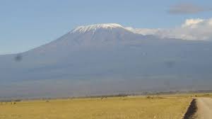 Image result for Loudetia kagerensis