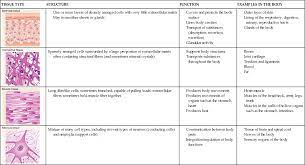 Epithelial Tissue Definition Types Functions Tissue Biology Tissue Types Human Tissue