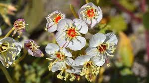 While we haven't had enough rain to bring on a superbloom in the park this year, there are a few areas where you can find a sprinkling of annual wildflowers. Super Bloom Superclose In Anza Borrego Desert Our Favorite Flower Photos Times Of San Diego