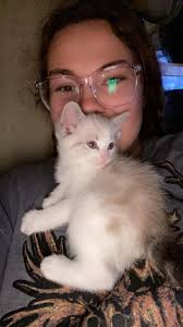 Lost brown tabby cat in Postville, IA