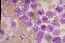 Image result for mastocytoma in dogs