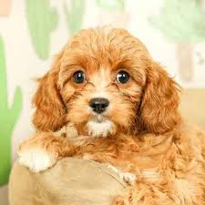 Business hours (by appointment only). Cavapoo Puppies Available In Phoenix Tucson Az Cavapoo Puppies Cavapoo Puppies