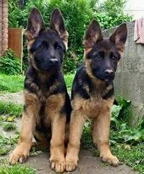Looks Like Double Trouble To Me Pure Beauty German Shepherd Dogs Dog Breeds Dogs