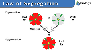 We did not find results for: Law Of Segregation Definition And Examples Biology Online Dictionary