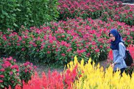 Check spelling or type a new query. Taman Bunga Lembupurwo Destinasi Wisata Instagramable Di