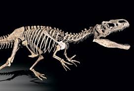 But many fossils retain some of the original bone or other organic traces. Money For Old Bones Dinosaur Fossils Become Big Business The Independent The Independent