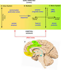 Abulia, neurosis characterized by loss of will power. Brain Mechanisms Underlying Apathy Journal Of Neurology Neurosurgery Psychiatry