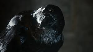Just a reminder gonna be shutting down crows gaming page so if anyone want to keep in contact go follow @donnyhoferirl my main account. Truth Myth Crows Ravens In The Game Of Thrones Aves Noir Game Of Thrones Cast Game Of Thrones Facts Game Of Thrones Episodes
