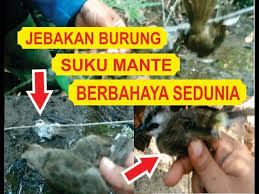 Maybe you would like to learn more about one of these? Jawara Jebakan Pulut Burung Merbah Trucukan Cara Suku Mante By Asril Simba