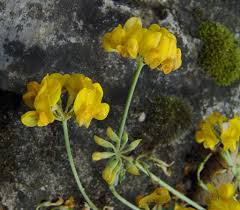 Image result for Adenodolichos rupestris