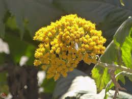 Image result for Solanecio