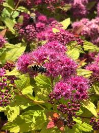 We did not find results for: Goldflame Spirea Shrub At Menards