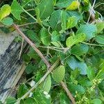 Image result for Scutia myrtina