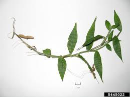Image result for Oplismenus undulatifolius