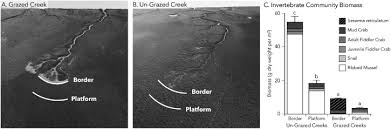 Image result for Sarcocornia decumbens