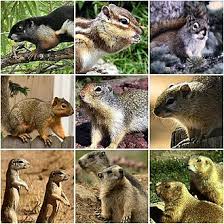 Image result for squirrel