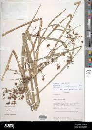 Image result for Rhynchospora corymbosa