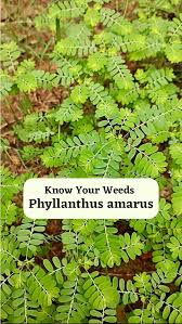 Image result for Phyllanthus