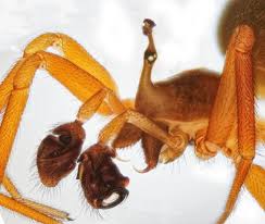 Image result for Pteronia acuminata