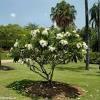 The architectural silhouette and striking flowers of plumeria make it an ideal accent tree in lawns, frontages or tree boxes. 1