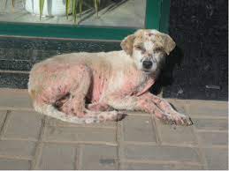 Skin Conditions In Dogs Are They Contagious Canine Skin Solutions