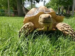 Image result for Grewia sulcata