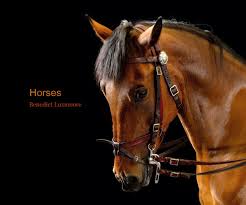 Small group travel, maximum 6 guests; Horses By Benedict Luxmoore Blurb Books Uk