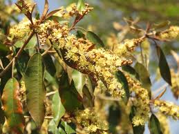 Image result for Croton gratissimus