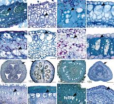 Image result for Aneulophus africanus