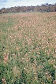 The official worlds for pest control are worlds 53, 69 ( p2p ). Two Leaf Cape Tulip Declared Pest Agriculture And Food