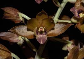 Image result for Eulophia parvula