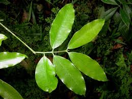 Image result for Symphonia globulifera