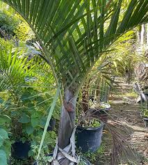 Image result for Hyophorbe verschaffeltii