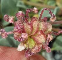 Image result for Aeschynomene multicaulis