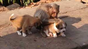 Maybe you would like to learn more about one of these? Monkey Puppies Cambodia Youtube