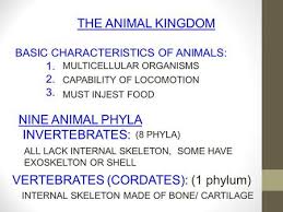 Classification The Animal Kingdom Ppt Video Online Download