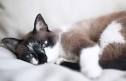 Snowshoe Siamese Cats: Personality, Health & Coat Color